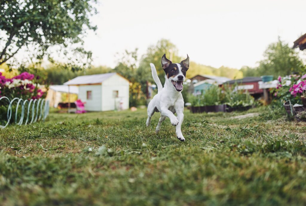 Effective strategies to protect your garden from dogs