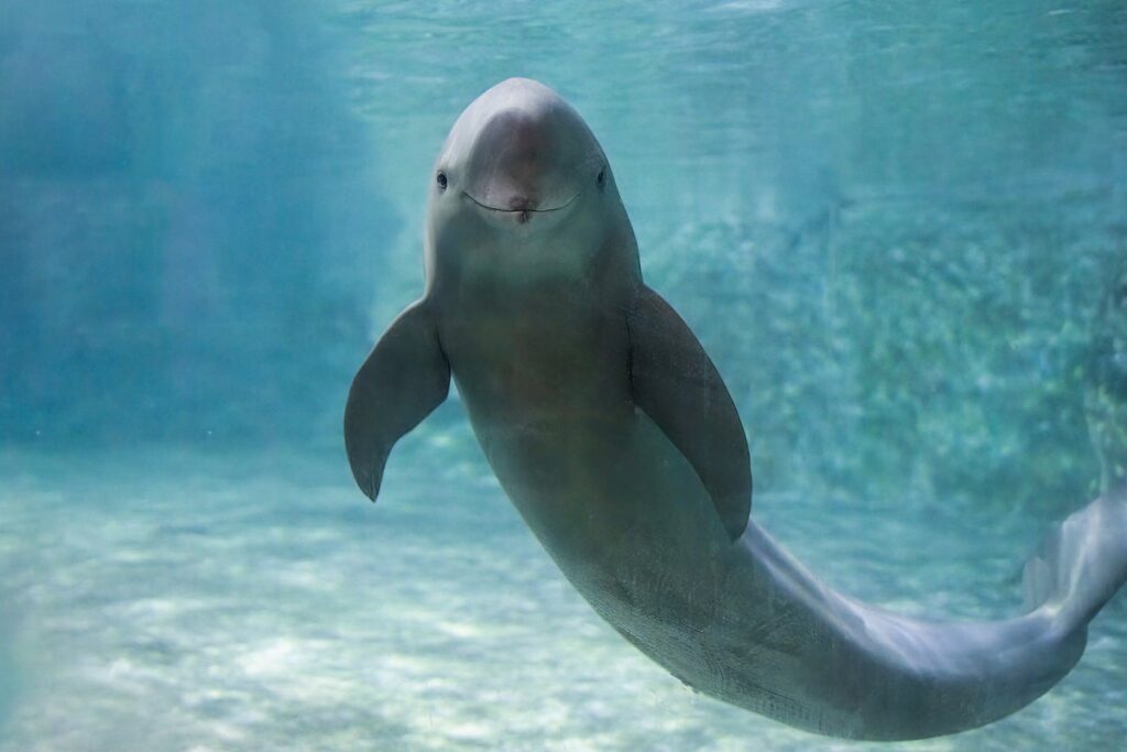 Exploring endangered yangtze porpoises through ancient chinese poetry