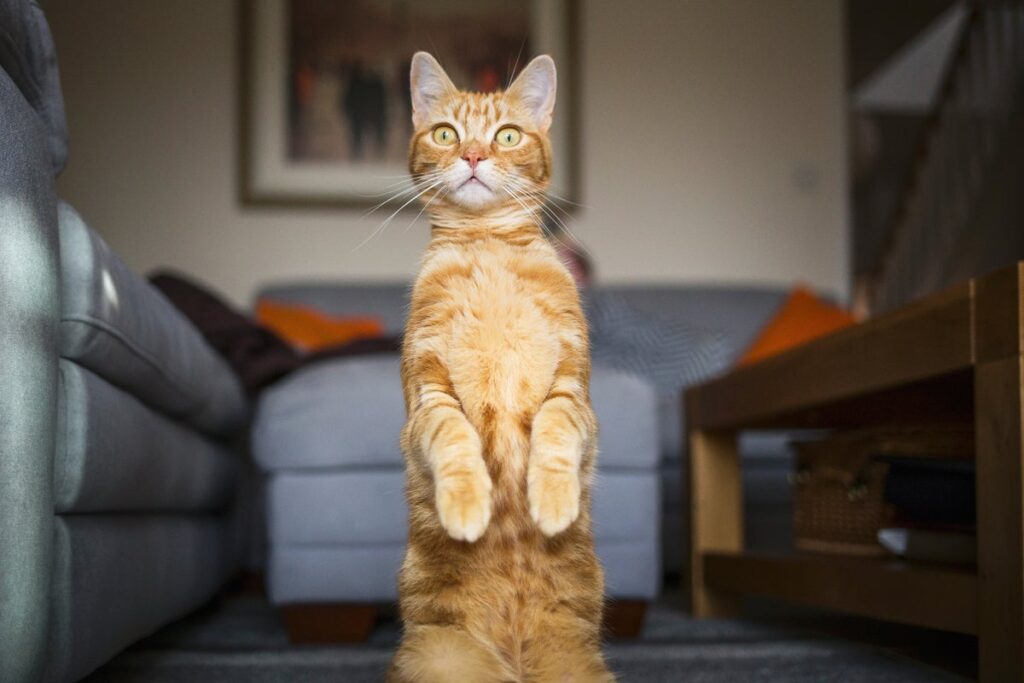 Unraveling the mystery behind the unique color of orange cats