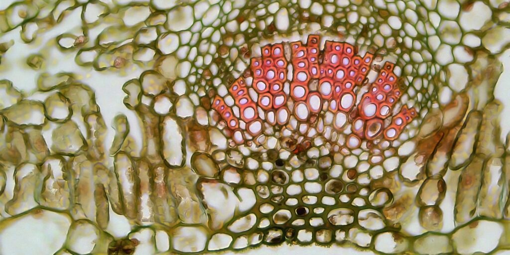 Microscopic Artistry Takes Center Stage as Nikon Small World Winners Usher in the New Year